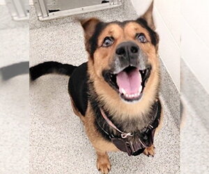 Shepweiller Dogs for adoption in Houston, TX, USA
