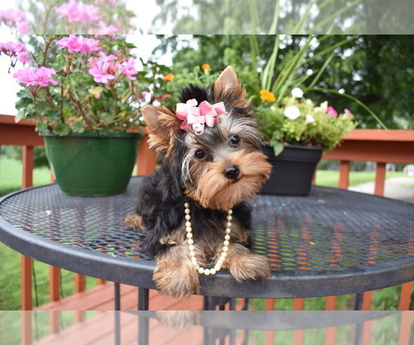 Medium Photo #3 Yorkshire Terrier Puppy For Sale in FAIRFAX, MO, USA