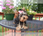 Small #2 Yorkshire Terrier