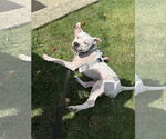 Small #1 American Pit Bull Terrier Mix