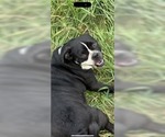 Small Puggle