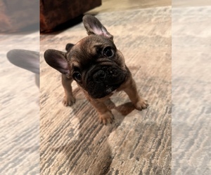 French Bulldog Puppy for sale in ROSHARON, TX, USA