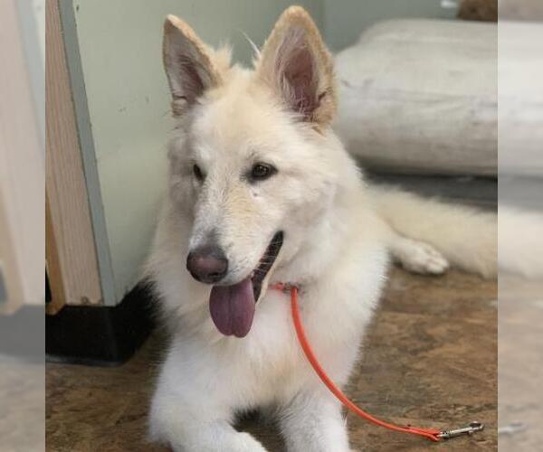 Medium Photo #1 German Shepherd Dog-Unknown Mix Puppy For Sale in Camarillo, CA, USA