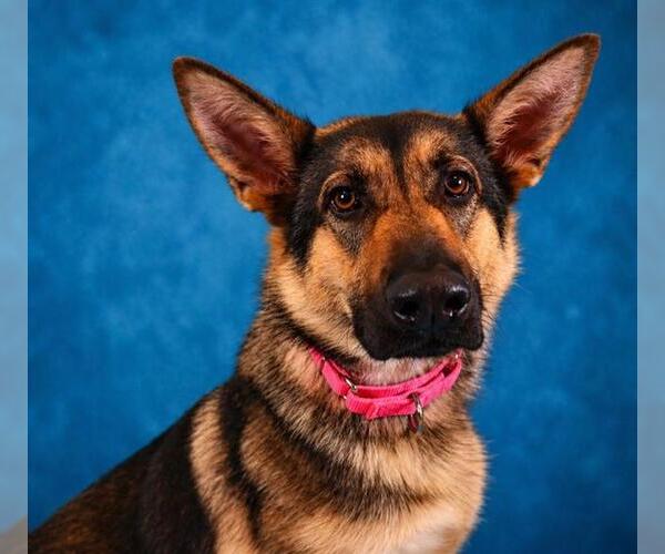 Medium Photo #3 German Shepherd Dog Puppy For Sale in Pearland, TX, USA