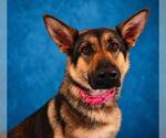 Small #2 German Shepherd Dog