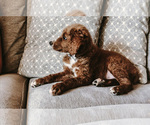 Small Photo #10 Goldendoodle Puppy For Sale in MOAB, UT, USA
