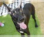 Small German Shepherd Dog-Great Dane Mix