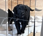 Small Photo #3 Australian Retriever Puppy For Sale in ALLEGAN, MI, USA
