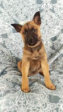 Medium Photo #1 Malinois Puppy For Sale in LANCASTER, PA, USA