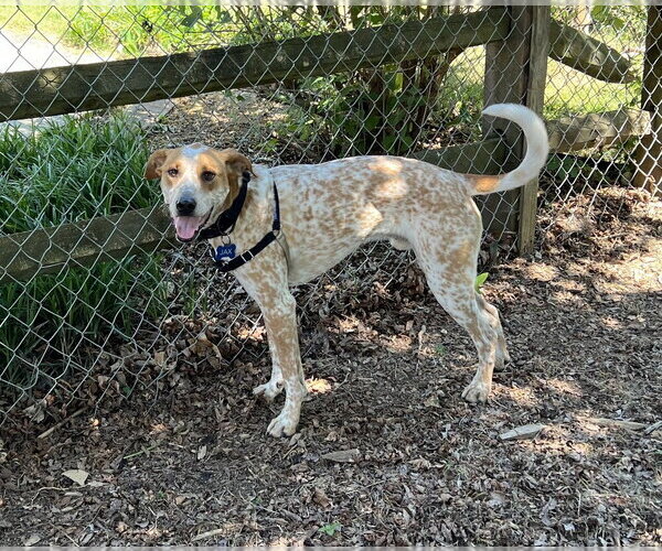 Medium Photo #2 Mutt Puppy For Sale in Candler, NC, USA