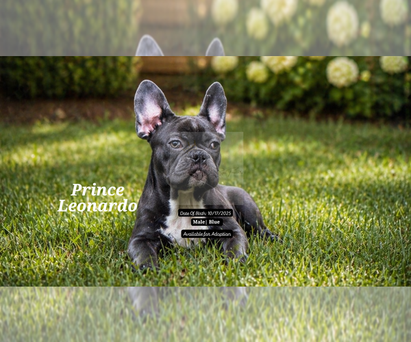 Medium Photo #23 French Bulldog Puppy For Sale in FAYETTEVILLE, GA, USA