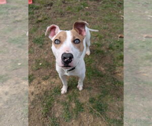 Jack Russell Terrier-Unknown Mix Dogs for adoption in Calhoun, GA, USA