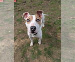 Small Jack Russell Terrier Mix