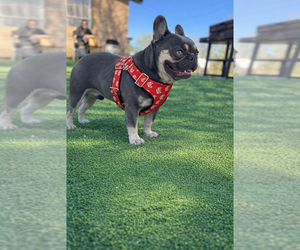 Father of the French Bulldog puppies born on 04/09/2026