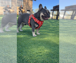 Small Photo #1 French Bulldog Puppy For Sale in CRYSTAL CITY, TX, USA