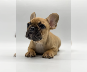 French Bulldog Puppy for sale in LAKEVILLE, CA, USA