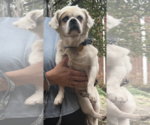 Small #3 Mutt