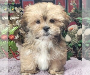 Lhasa Apso Puppy for sale in JAY, OK, USA