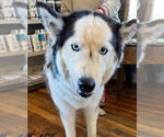 Small #7 Siberian Husky