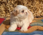 Puppy Poppy Shih Tzu