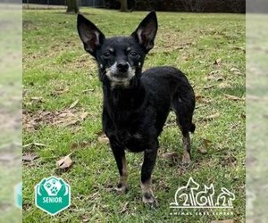 Rat Terrier-Unknown Mix Dogs for adoption in Irvine, CA, USA