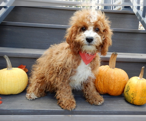 Medium Photo #1 Cavapoo Puppy For Sale in MILLERSBURG, OH, USA