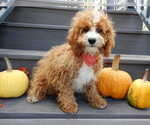 Small Photo #1 Cavapoo Puppy For Sale in MILLERSBURG, OH, USA