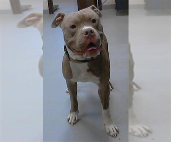 Medium Photo #1 American Pit Bull Terrier Puppy For Sale in Fayetteville, NC, USA