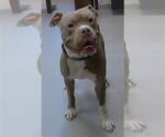 Small American Pit Bull Terrier