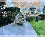 Small #202 French Bulldog