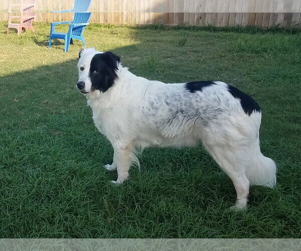 Medium Photo #35 Aussie Pyrenees Puppy For Sale in Houston, TX, USA