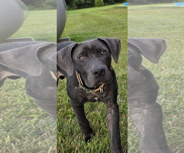 Medium Photo #14 Labrador Retriever-Unknown Mix Puppy For Sale in Germantown, OH, USA