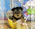 Small #2 Yorkshire Terrier