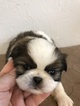 Puppy 4 Japanese Chin