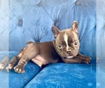 Small Photo #8 French Bulldog Puppy For Sale in SEATTLE, WA, USA