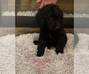 Goldendoodle-Poodle (Standard) Mix Puppy for sale in MOUNT WASHINGTON, KY, USA