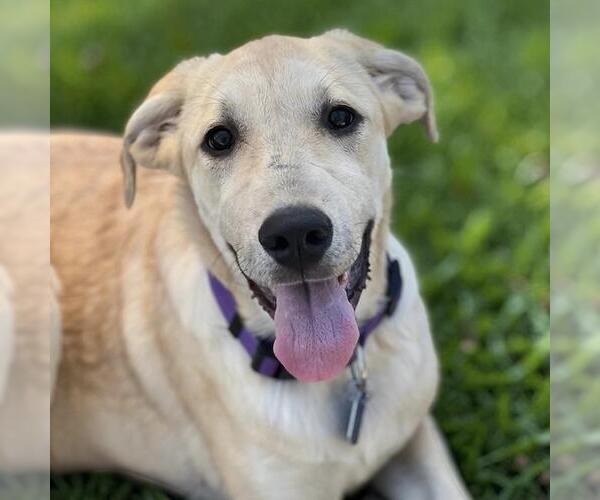 Medium Photo #9 Labrador Retriever-Unknown Mix Puppy For Sale in San Diego, CA, USA