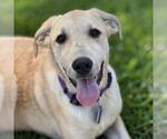 Small #8 Labrador Retriever Mix