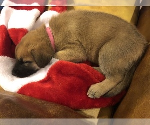 German Shepherd Dog-Golden Shepherd Mix Puppy for sale in DEWEY, AZ, USA
