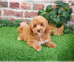 Small #4 Goldendoodle mix (+ Poodle Miniature)