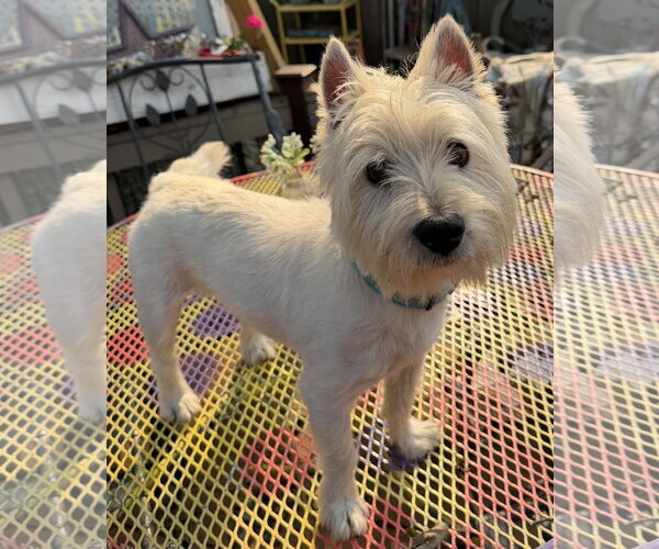 Medium Photo #1 Mutt Puppy For Sale in Sioux Falls, SD, USA