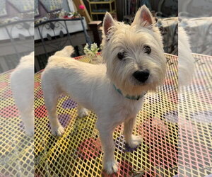 Mutt Dogs for adoption in Sioux Falls, SD, USA
