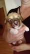 Small Photo #10 Pembroke Welsh Corgi Puppy For Sale in JURUPA VALLEY, CA, USA