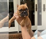 Small #7 American Bully