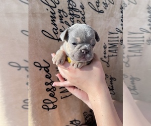 French Bulldog Puppy for sale in FERNDALE, WA, USA