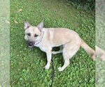Small #5 German Shepherd Dog Mix