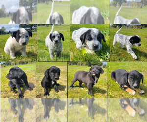 Australian Cattle Dog-Labrador Retriever Mix Litter for sale in LONGVIEW, WA, USA
