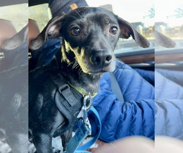 Medium Photo #2 Chihuahua Puppy For Sale in St. Louis Park, MN, USA