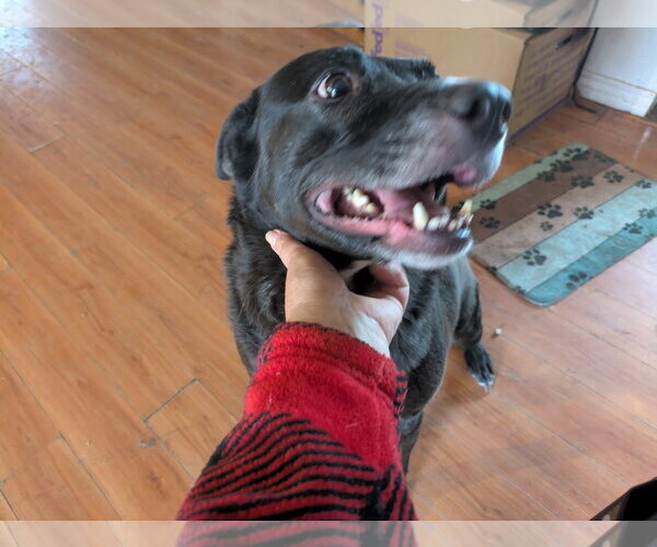 Medium Photo #5 Mutt Puppy For Sale in Orange Grove, TX, USA