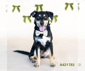Australian Kelpie-Unknown Mix Dogs for adoption in Conroe, TX, USA